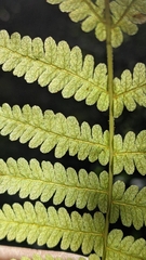 Coryphopteris simulata