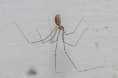 Smeringopus pallidus