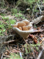Hydnellum aurantiacum