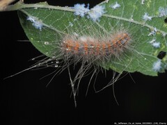 Erebidae