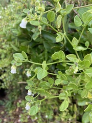 Salpichroa origanifolia