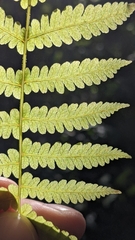 Coryphopteris simulata