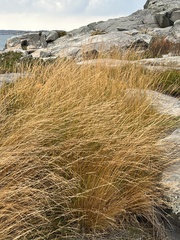 Trichophorum cespitosum