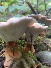 Hydnellum aurantiacum