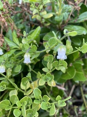 Salpichroa origanifolia