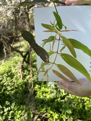 Angophora floribunda