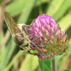 Promachus vertebratus