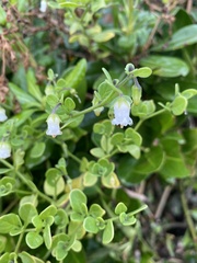 Salpichroa origanifolia