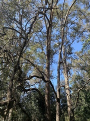 Angophora floribunda