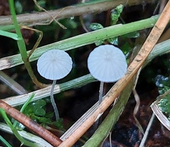Delicatula integrella