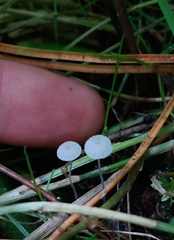 Delicatula integrella