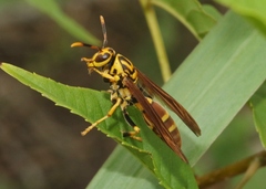 Polistes cubensis