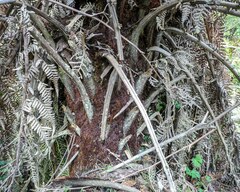 Cyatheales