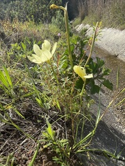 Moraea collina