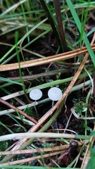 Delicatula integrella