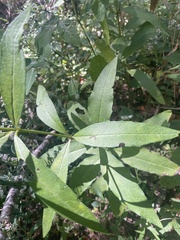 Silphium asteriscus trifoliatum
