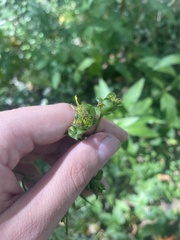 Silphium asteriscus trifoliatum