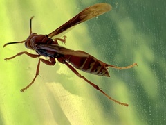 Polistes cavapyta