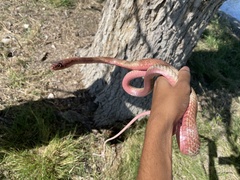 Masticophis flagellum testaceus