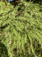 Taxodiomyia cupressiananassa