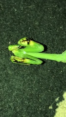 Stagmatoptera septentrionalis