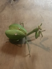 Stagmatoptera septentrionalis