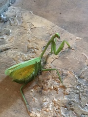 Stagmatoptera septentrionalis