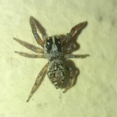 Macaroeris nidicolens