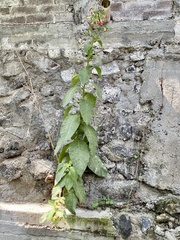 Nicotiana tabacum