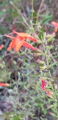 Clinopodium coccineum