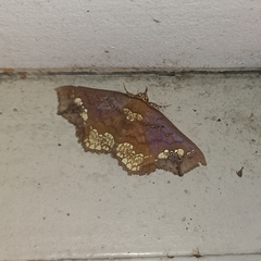 Lopharthrum comprimens