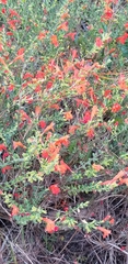 Clinopodium coccineum