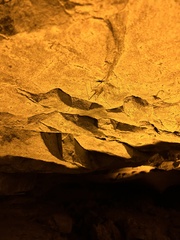 Hadenoecus subterraneus