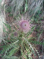 Cirsium nivale