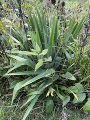 Yucca filamentosa