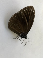Euploea