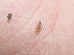 Halophiloscia couchii