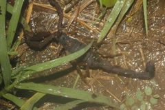 Centruroides gracilis