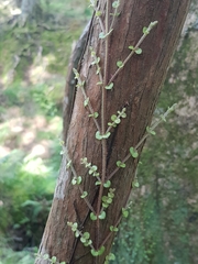 Metrosideros perforata