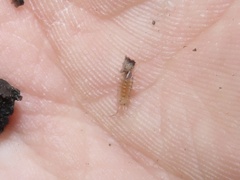 Halophiloscia couchii