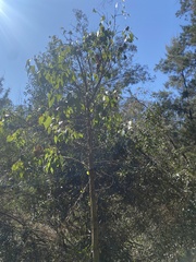 Brachychiton populneus