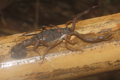 Centruroides gracilis