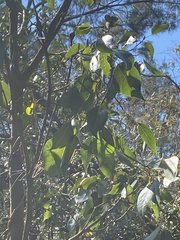 Brachychiton populneus