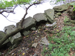 Halophiloscia couchii