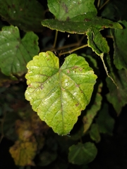 Phyllocnistis vitegenella