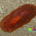 Dendrodoris - Photo (c) Ria Tan, some rights reserved (CC BY-NC-ND), uploaded by wildsingapore