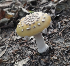 Amanita junquillea