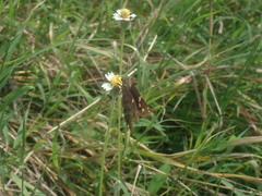 Thorybes dorantes dorantes