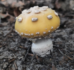 Amanita junquillea