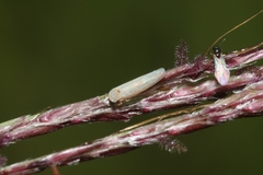 Bothriochloa